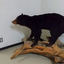 廊下に置かれた熊のはく製。いきなり目に飛び込んできて怖かった