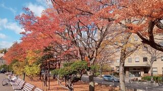 秋もよいです。中心部の公園。