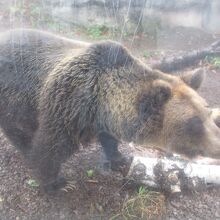 円山動物園 エゾヒグマ館