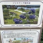 別名、ジャカランダ遊歩道です