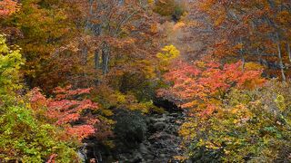 紅葉を楽しみながら鳥海高原ラインを。