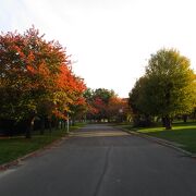 秋の花咲スポーツ公園