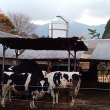 朝霧高原の牛さん