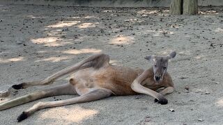 子供の情操教育に
