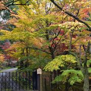 湖東三山の西明寺は紅葉の真っ盛り！