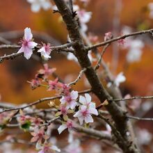 冬桜の不断桜