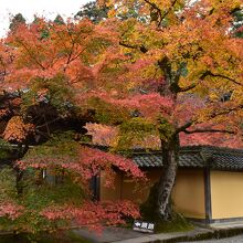 本坊前のもみじ