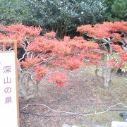 万博記念公園の綺麗な紅葉