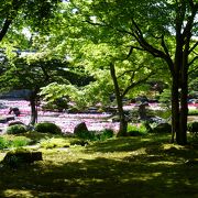 池は牡丹の花で埋め尽くされ、圧巻な光景