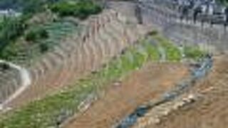 急斜面に石垣を積み上げ作られた階段状の段々畑