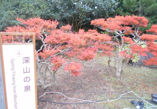 万博記念公園の綺麗な紅葉