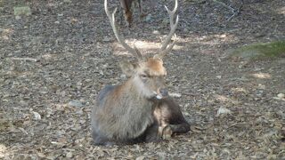 千年以上も昔から神の使いとして