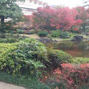 雨でした。まだ紅葉していました