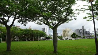 芝生の広場の周辺には見かけたことがないような南国の街路樹