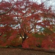 柏の葉公園