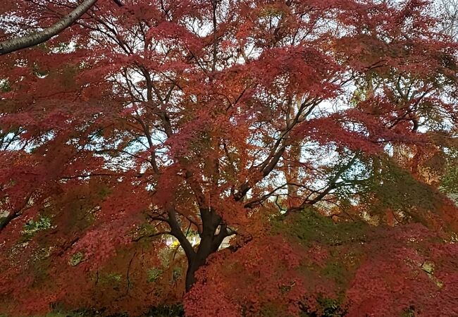 柏の葉公園