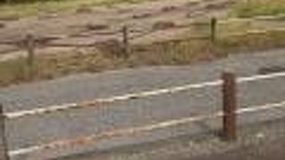 柱のあとがわかる