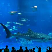 一度は訪れたい水族館！