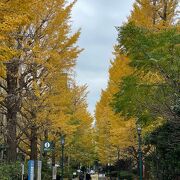 浜町公園の木々が黄色く色付いています。