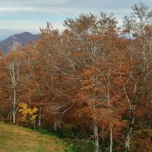 樹氷高原駅付近の紅葉