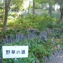 来園者のニーズに対応して、日常、目に触れる野草も、解説がある