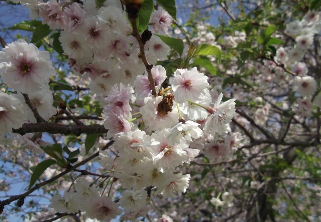 桜も見事