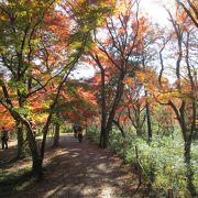 小倉城・大平山・嵐山渓谷散策で紅葉を見ました