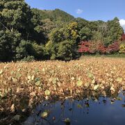 池には枯れた状態の大きなハスがたくさん