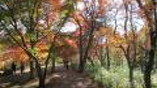 小倉城・大平山・嵐山渓谷散策で紅葉を見ました
