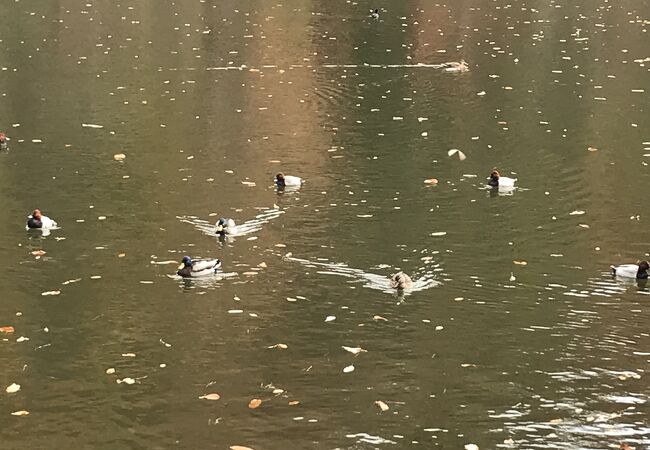 池にはたくさんの鴨
