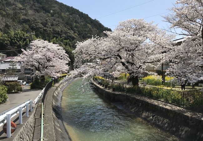 ピンクの桜と黄色の菜の花とのコラボ