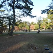 とても広い奈良公園！