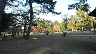 とても広い奈良公園！