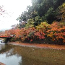 雨の紅葉