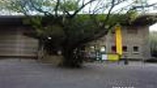 刀剣が充実しています。