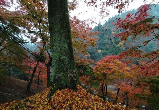 嵐山と高雄