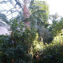 熱帯環境植物園の内部です。数多くの熱帯植物が&#32363;