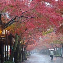 華厳寺前の通り。紅葉が綺麗でした。