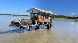 水牛車に乗って海を渡る