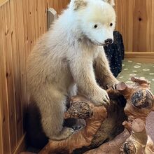 店内でかわいい子熊が遊んでいます。