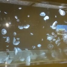クラゲの展示