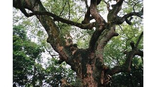 大きな楠には蛇がいるらしい。。