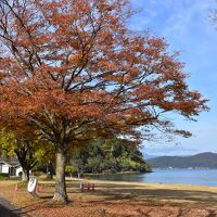 琵琶湖湖畔のケヤキ紅葉