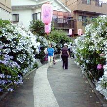 ゆるやかにカーブする道の両側に様々な色のアジサイ