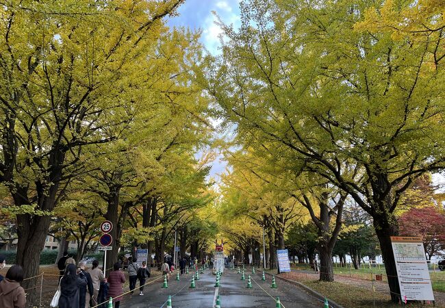 イチョウが見頃の時期に開催