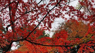 水戸黄門 ゆかりの名園『小石川後楽園』