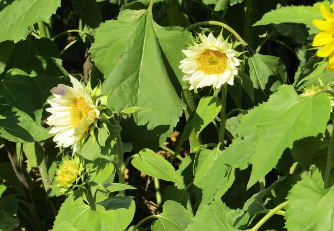 かにが沢公園の冬のヒマワリには白色も