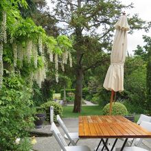 …お店脇の白い藤の花も楽しめました。