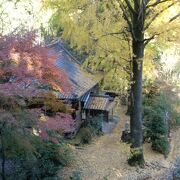 イチョウが美しいお寺