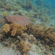 浅瀬でも魚がいっぱい！シュノーケルに良い島です
